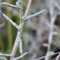 Chrysocephalum apiculatum at Black Mountain - 21 Apr 2024 03:06 PM