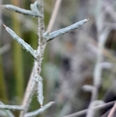 Chrysocephalum apiculatum at Black Mountain - 21 Apr 2024