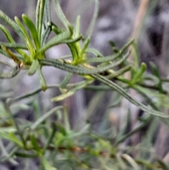 Xerochrysum viscosum (Sticky Everlasting) at Black Mountain - 21 Apr 2024 by Venture