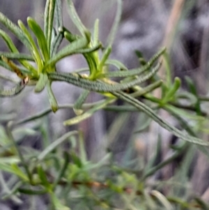 Xerochrysum viscosum at Black Mountain - 21 Apr 2024 03:11 PM