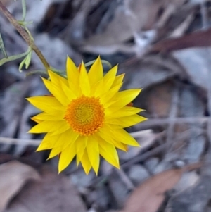 Xerochrysum viscosum at Black Mountain - 21 Apr 2024