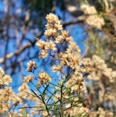 Cassinia quinquefaria (Rosemary Cassinia) at Black Mountain - 21 Apr 2024 by Venture