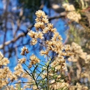 Cassinia quinquefaria at Black Mountain - 21 Apr 2024 03:22 PM