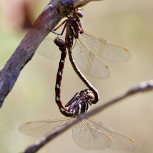 Austroaeschna pulchra at Tharwa, ACT - 25 Feb 2024 10:57 AM