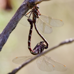 Austroaeschna pulchra at Tharwa, ACT - 25 Feb 2024 10:57 AM