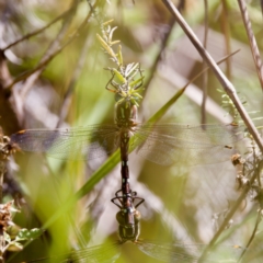 Austroaeschna pulchra at Tharwa, ACT - 25 Feb 2024 10:57 AM