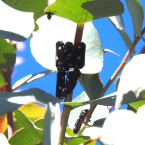 Eurymela distincta at Mcleods Creek Res (Gundaroo) - 21 Apr 2024