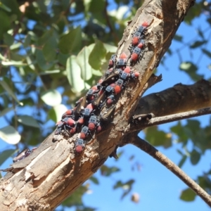 Eurymela distincta at Mcleods Creek Res (Gundaroo) - 21 Apr 2024