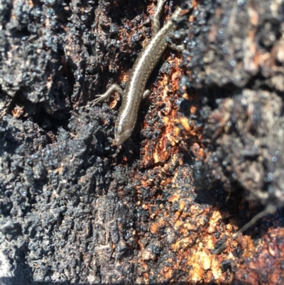 Cryptoblepharus pannosus (Ragged Snake-eyed Skink) at Thurgoona, NSW - 21 Apr 2024 by Thaminder