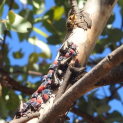 Vespula germanica (German Yellowjacket Wasp (also known as European Wasp)) at Mcleods Creek Res (Gundaroo) - 21 Apr 2024 by HelenCross