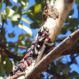 Vespula germanica at Mcleods Creek Res (Gundaroo) - 21 Apr 2024 09:45 AM