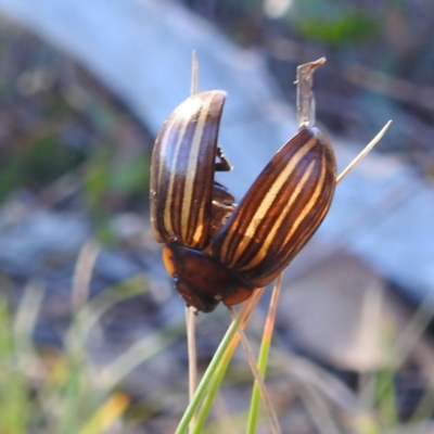 Paropsisterna nigerrima (Leaf beetle, Button beetle) at Gundaroo, NSW - 21 Apr 2024 by HelenCross