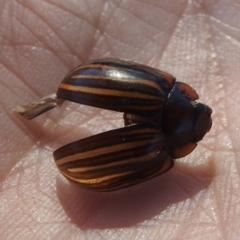 Paropsisterna nigerrima at Mcleods Creek Res (Gundaroo) - 21 Apr 2024