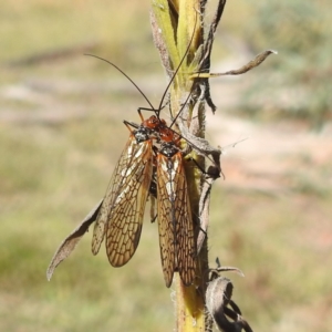 Chorista australis at Mcleods Creek Res (Gundaroo) - 21 Apr 2024