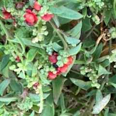 Einadia nutans subsp. nutans (Climbing Saltbush) at Mount Taylor - 21 Apr 2024 by George