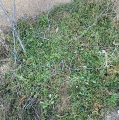 Einadia nutans subsp. nutans at Mount Taylor - 21 Apr 2024