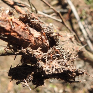 Papyrius sp. (genus) at Mcleods Creek Res (Gundaroo) - 21 Apr 2024