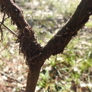 Papyrius sp. (genus) at Mcleods Creek Res (Gundaroo) - suppressed