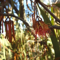 Amyema miquelii at Mcleods Creek Res (Gundaroo) - 21 Apr 2024