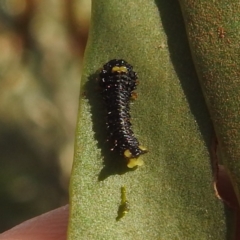 Unidentified Leaf beetle (Chrysomelidae) at Mcleods Creek Res (Gundaroo) - 21 Apr 2024 by HelenCross