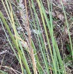 Carex appressa (Tall Sedge) at Pearce, ACT - 21 Apr 2024 by George