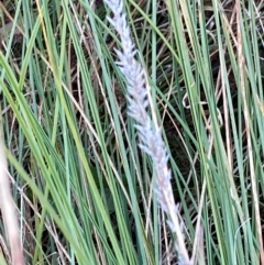 Carex appressa at Mount Taylor - 21 Apr 2024 04:33 PM