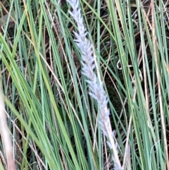Carex appressa at Mount Taylor - 21 Apr 2024