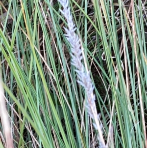 Carex appressa at Mount Taylor - 21 Apr 2024