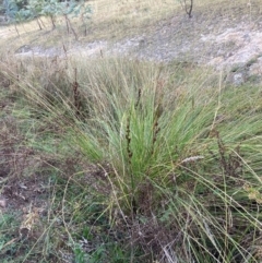 Carex appressa at Mount Taylor - 21 Apr 2024 04:33 PM