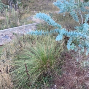 Carex appressa at Mount Taylor - 21 Apr 2024