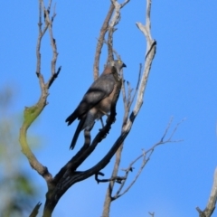 Accipiter fasciatus (Brown Goshawk) at Tahmoor, NSW - 21 Apr 2024 by Freebird