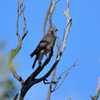 Accipiter fasciatus (Brown Goshawk) at Tahmoor, NSW - 21 Apr 2024 by Freebird