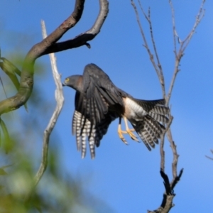 Tachyspiza fasciata at Wollondilly Local Government Area - 21 Apr 2024