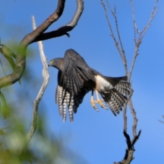 Accipiter fasciatus at Wollondilly Local Government Area - 21 Apr 2024