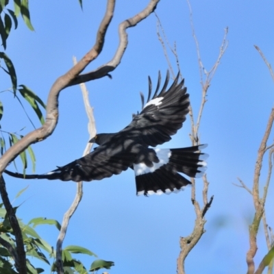 Strepera graculina (Pied Currawong) at Wollondilly Local Government Area - 21 Apr 2024 by Freebird