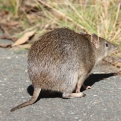 Isoodon obesulus obesulus (Southern Brown Bandicoot) at Tidbinbilla Nature Reserve - 20 Apr 2024 by HappyWanderer