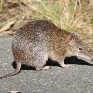 Isoodon obesulus obesulus at Tidbinbilla Nature Reserve - 20 Apr 2024