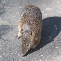 Isoodon obesulus obesulus at Tidbinbilla Nature Reserve - 20 Apr 2024