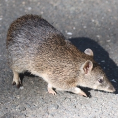 Isoodon obesulus obesulus at Tidbinbilla Nature Reserve - 20 Apr 2024