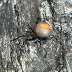 Latrodectus hasselti (Redback Spider) at Coree, ACT - 11 Mar 2024 by dwise