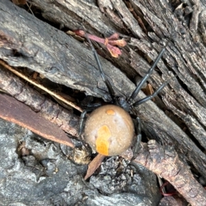 Latrodectus hasselti at Cotter Reserve - 12 Mar 2024