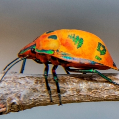 Tectocoris diophthalmus (Cotton harlequin bug) at Bundaberg North, QLD - 25 Sep 2020 by Petesteamer