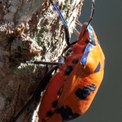 Tectocoris diophthalmus at Bundaberg North, QLD - 25 Sep 2020 04:52 PM