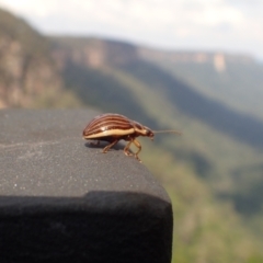 Paropsisterna lignea (Lignea leaf beetle) at Fitzroy Falls, NSW - 18 Apr 2024 by datravel