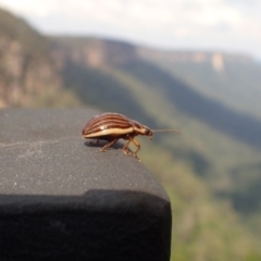 Paropsisterna lignea (Lignea leaf beetle) at Fitzroy Falls - 18 Apr 2024 by datravel