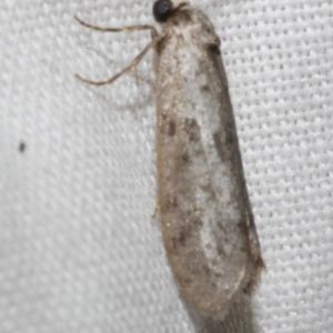 Lepidoscia (genus) ADULT at Freshwater Creek, VIC - 26 Feb 2024 01:04 AM