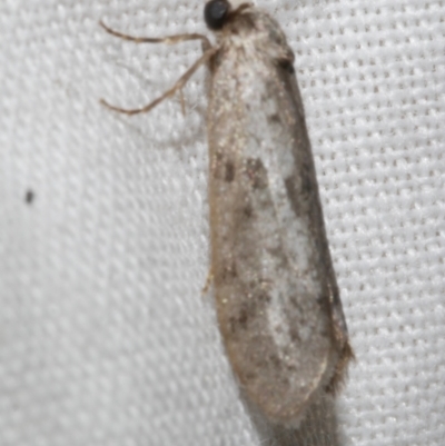 Lepidoscia (genus) ADULT (A Case moth) at WendyM's farm at Freshwater Ck. - 25 Feb 2024 by WendyEM