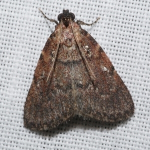 Araeopaschia normalis at Freshwater Creek, VIC - 25 Feb 2024