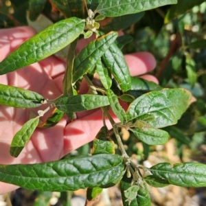 Olearia lirata at Rob Roy Range - 21 Apr 2024