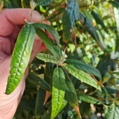 Olearia lirata at Rob Roy Range - 21 Apr 2024 01:31 PM